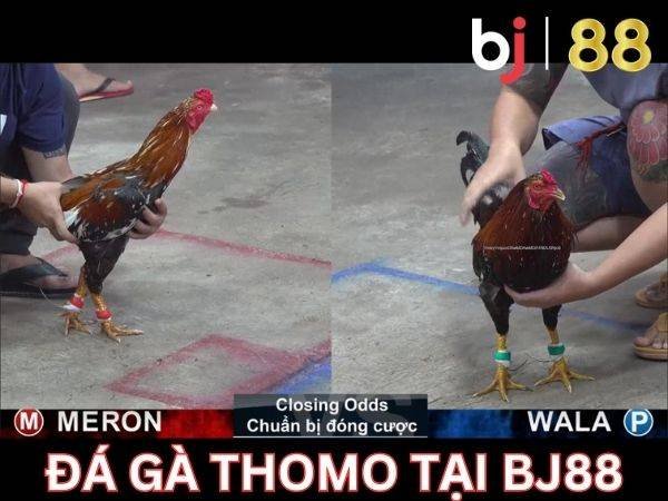 Đá gà thomo Bj88 (5)