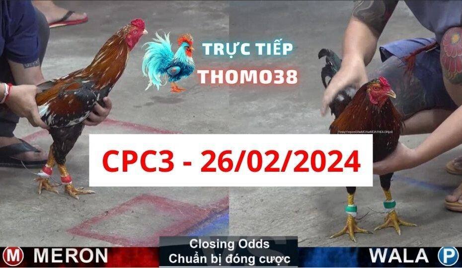 Đá gà thomo CPC3 26-02-2024