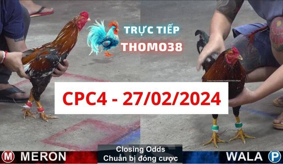 Đá gà thomo CPC4 27-02-2024